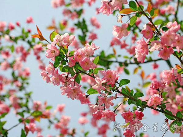 海棠花開依舊 海棠花開依舊