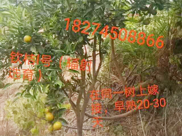 一顆神奇的橘子樹(shù)