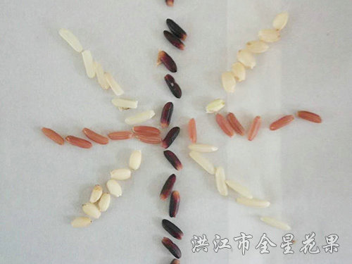 01黑米 01黑米